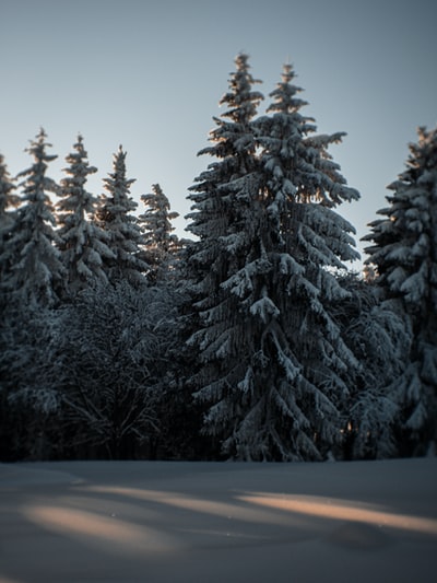 白天白雪覆盖松树